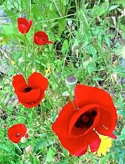 Poppies